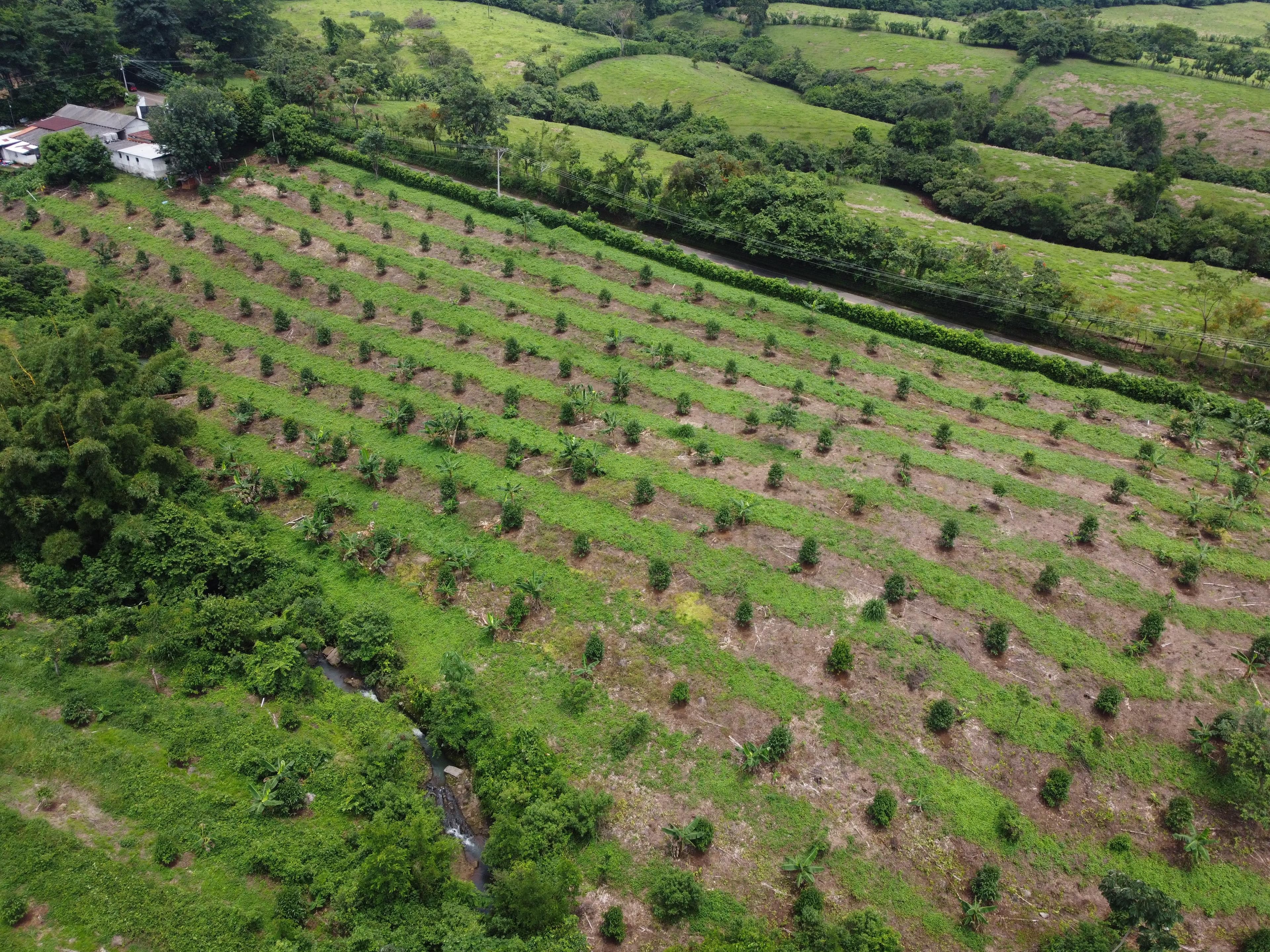 Cultivo de microalgas Chlorella en Hacienda Guadalupe