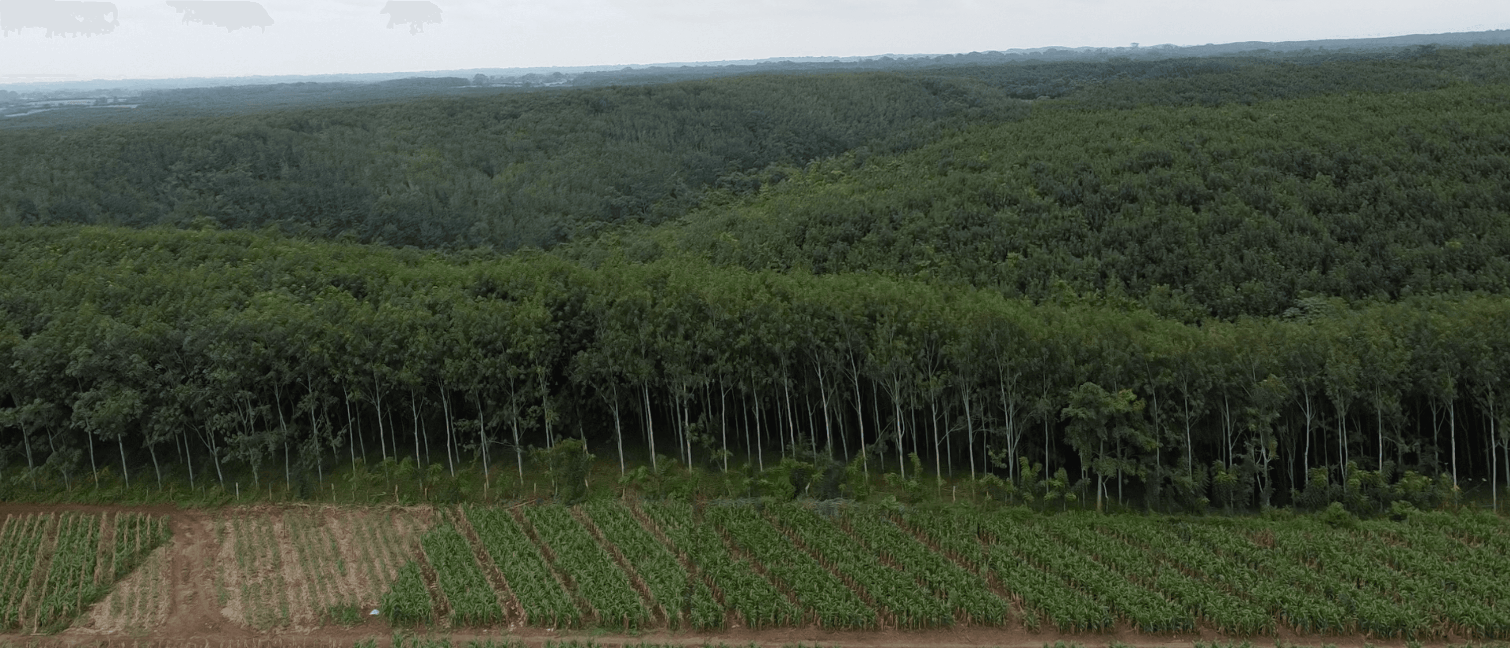 Ganado de Hacienda Guadalupe
