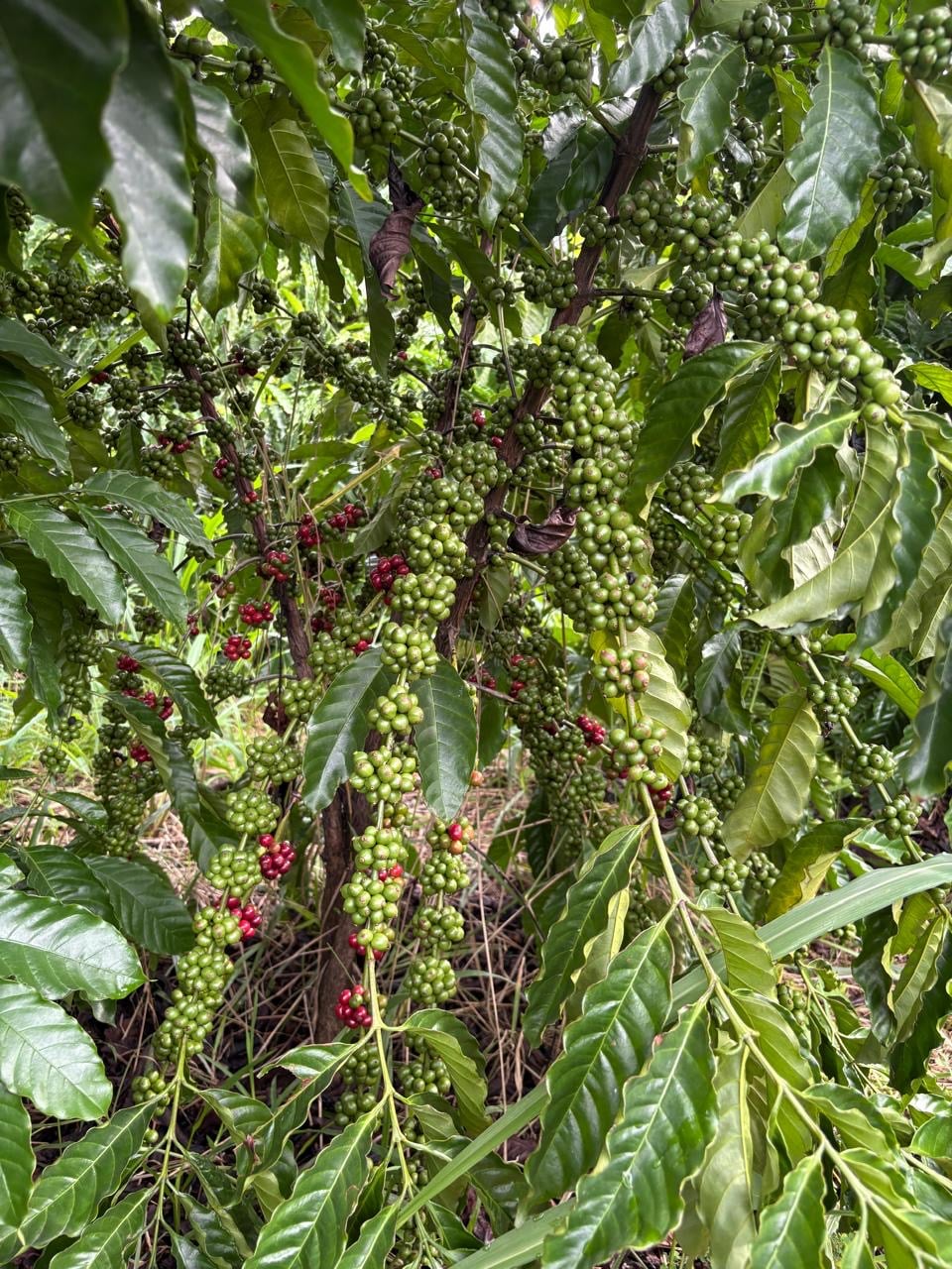 Cultivo de café en Hacienda Guadalupe