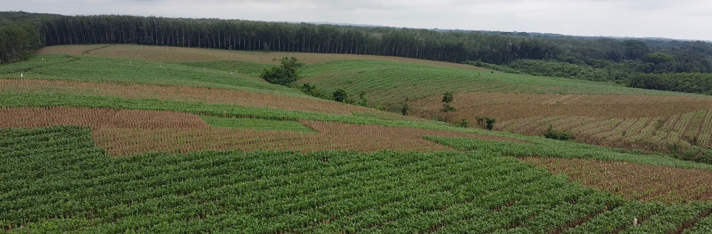 Hacienda Guadalupe - Imagen 2