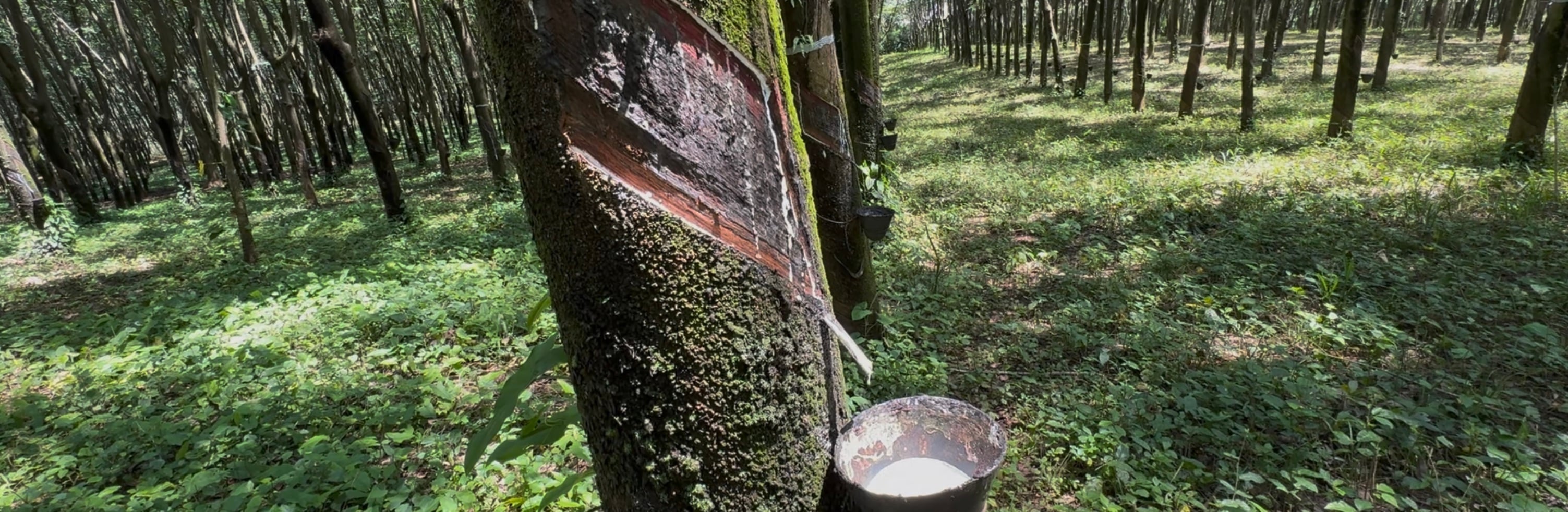 Hacienda Guadalupe - Imagen 6