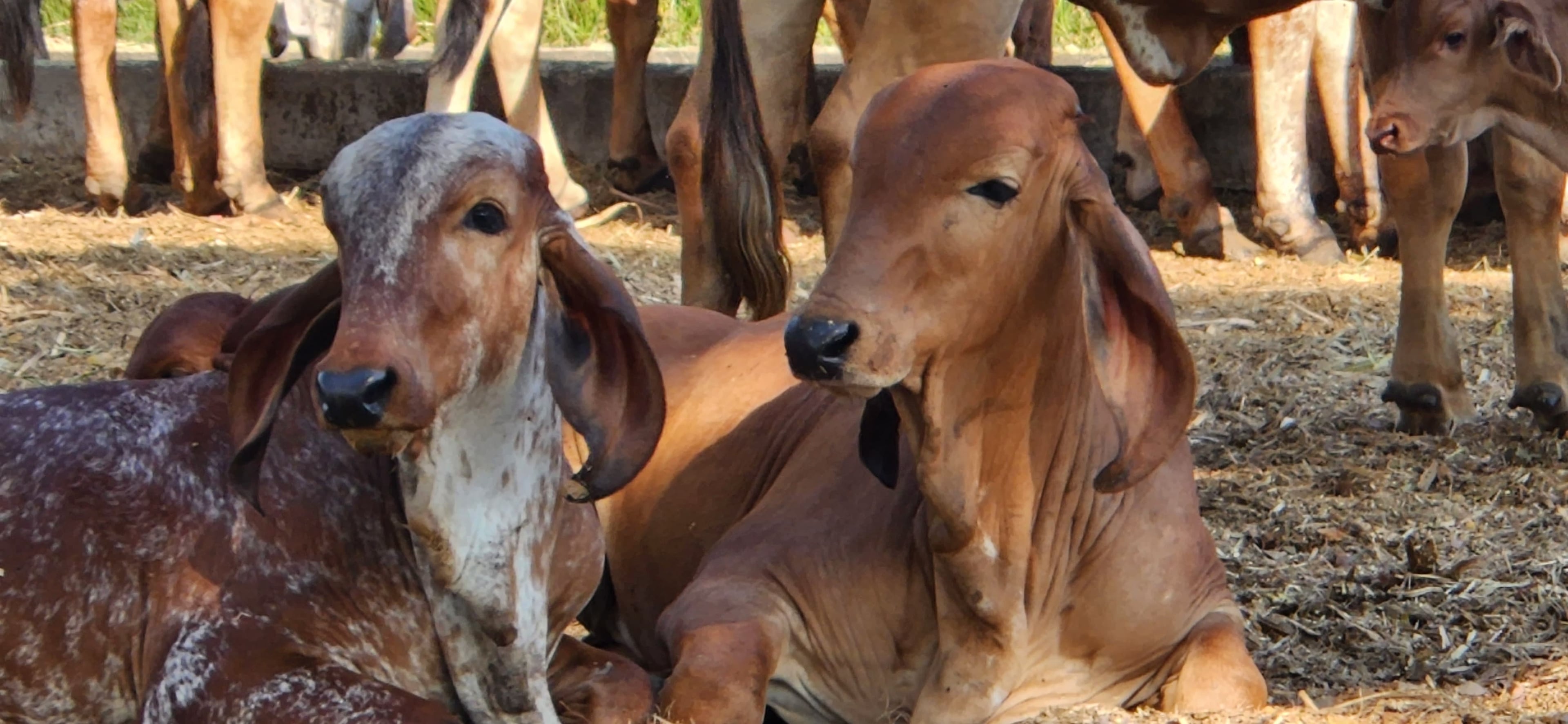 Hacienda Guadalupe - Imagen 5