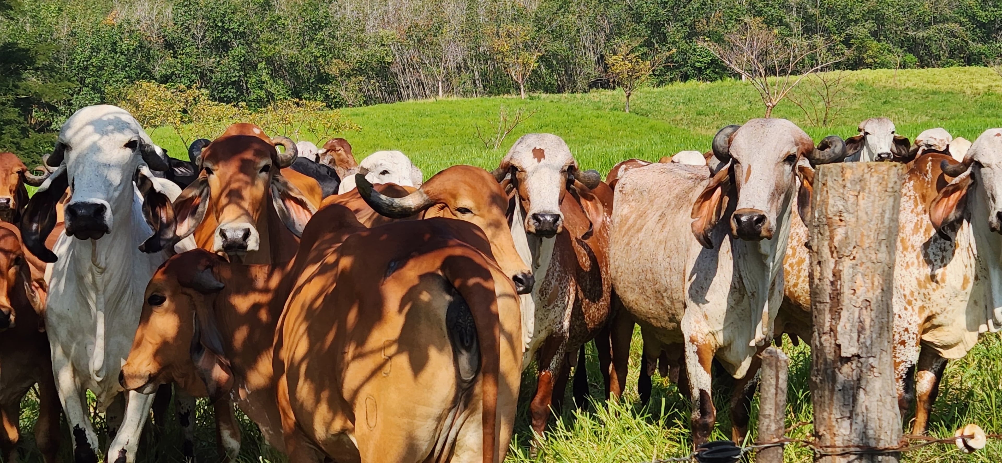 Hacienda Guadalupe - Imagen 1
