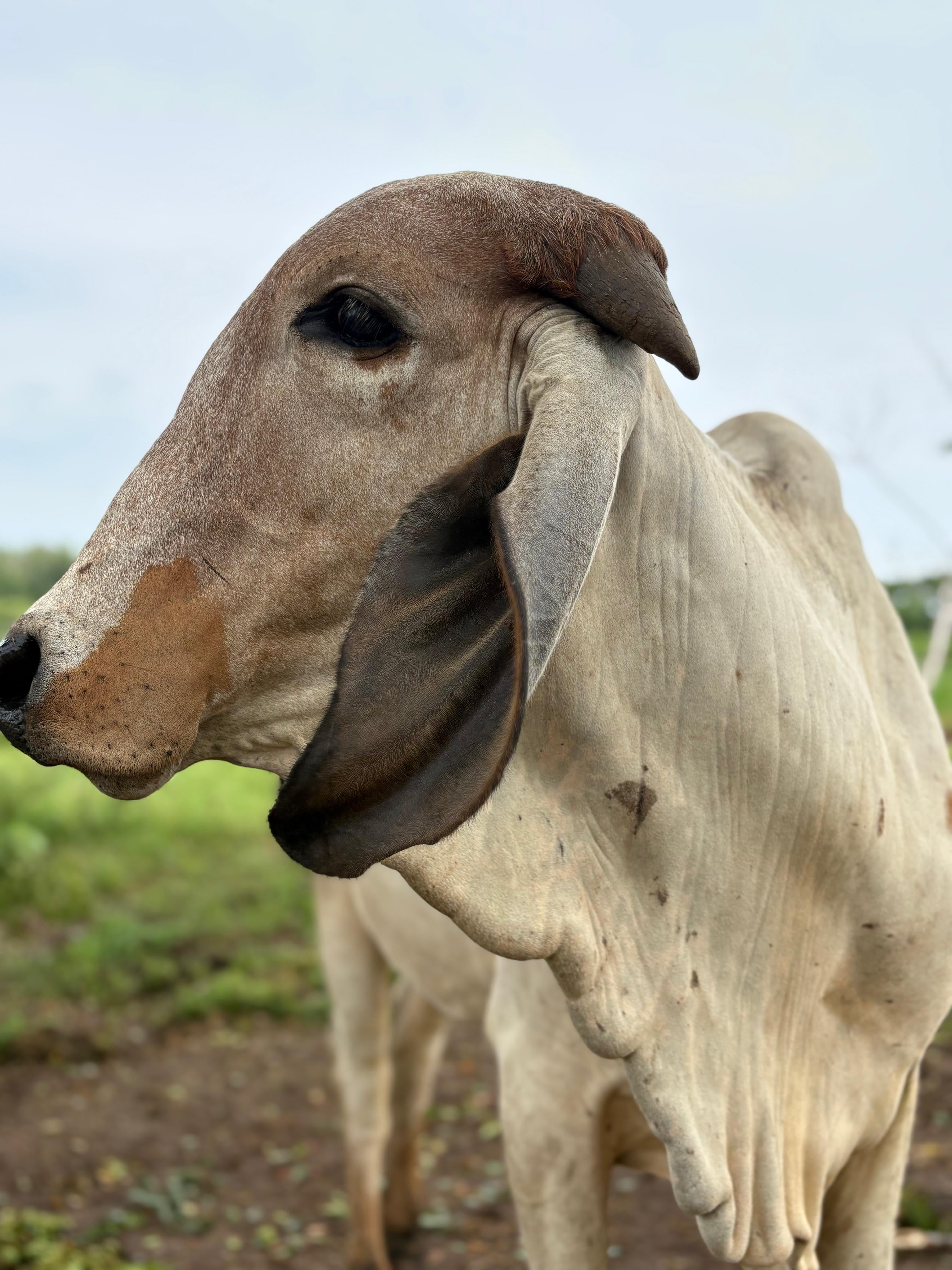 Imagen 2 de Hacienda Guadalupe