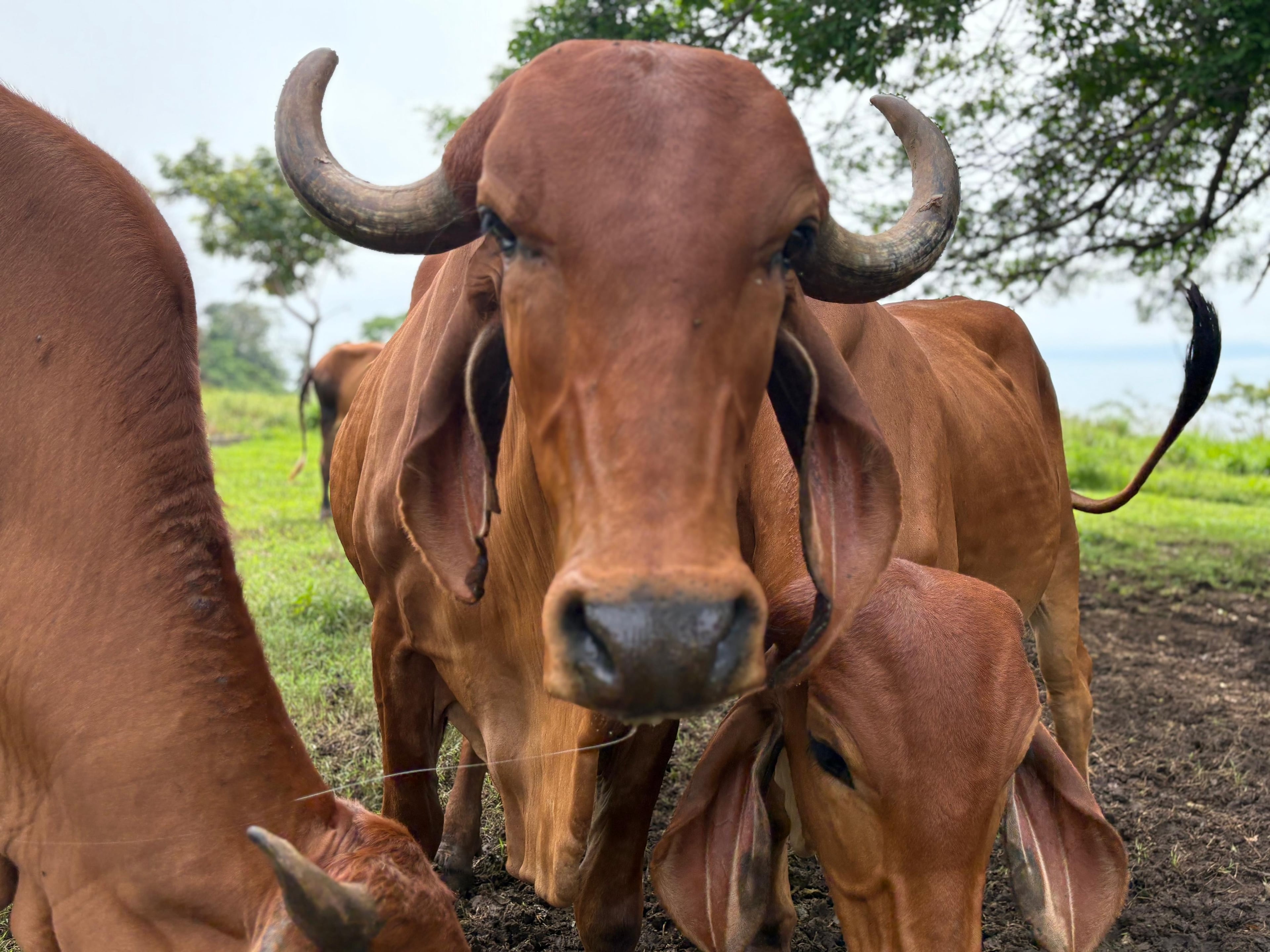 Imagen 3 de Hacienda Guadalupe