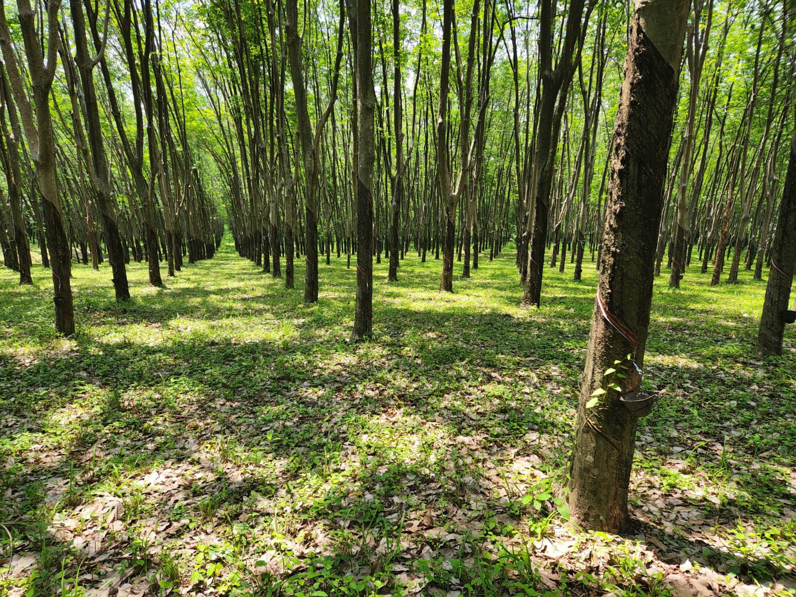 Proceso de cultivo de hule en Hacienda Guadalupe