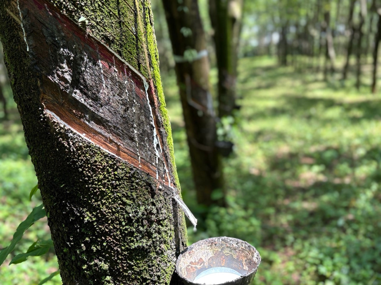 Proceso de cultivo de hule en Hacienda Guadalupe