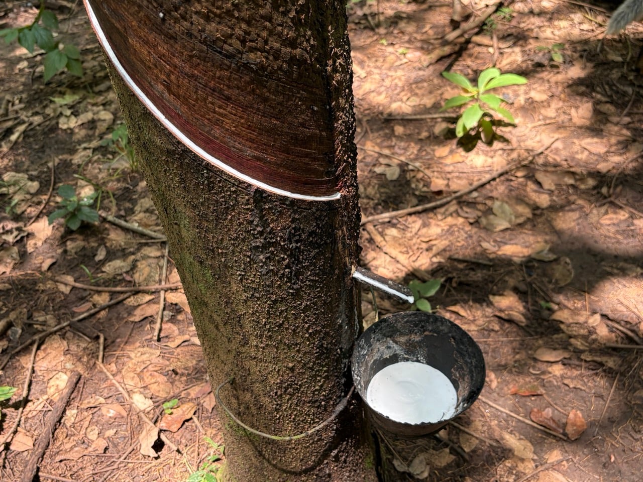 Cultivo de hule en Hacienda Guadalupe