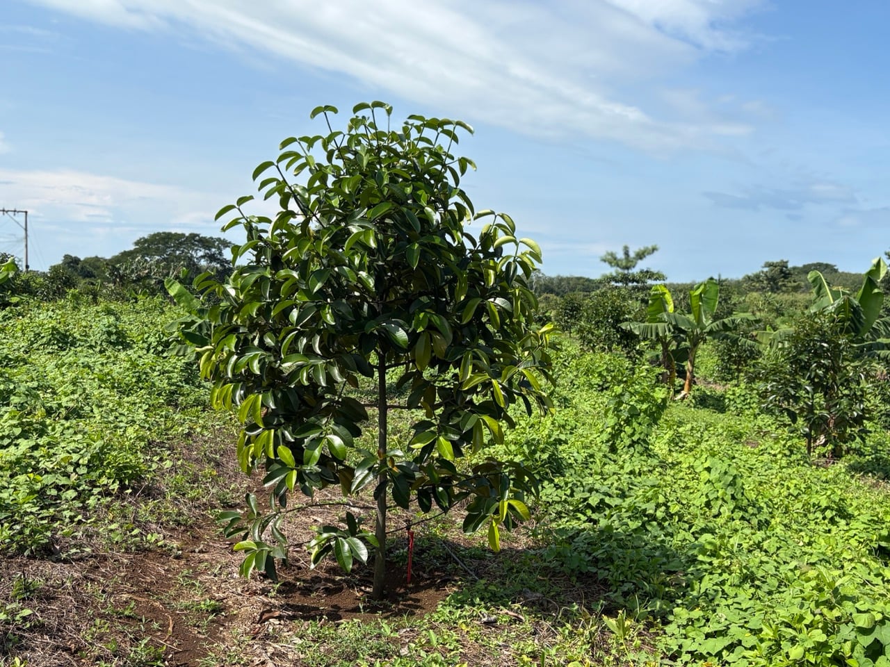 Manejo biológico del mangostán en Hacienda Guadalupe