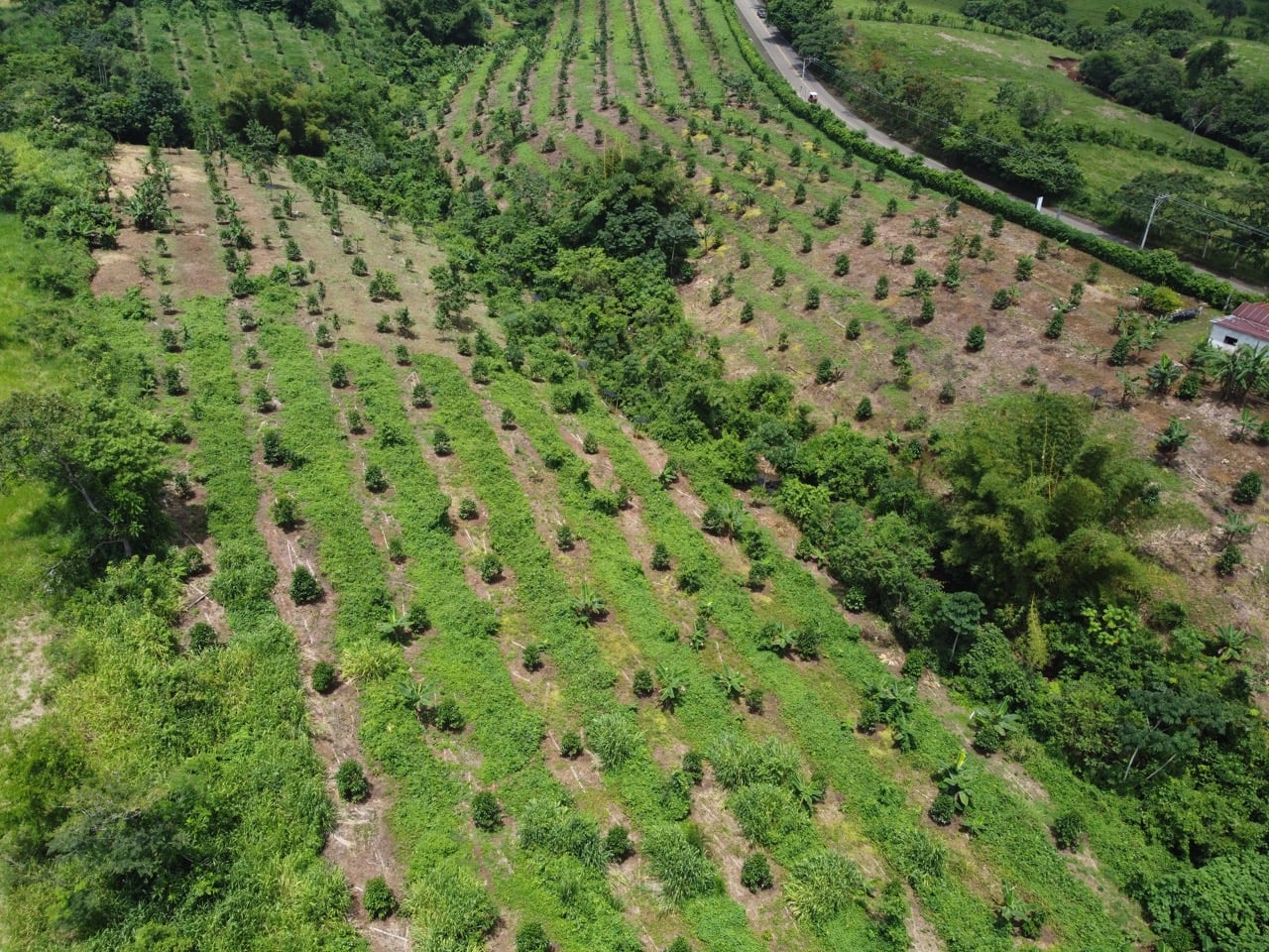Mangostán cultivado en Hacienda Guadalupe