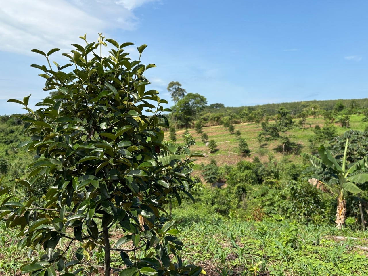 Cultivo de mangostán en Hacienda Guadalupe