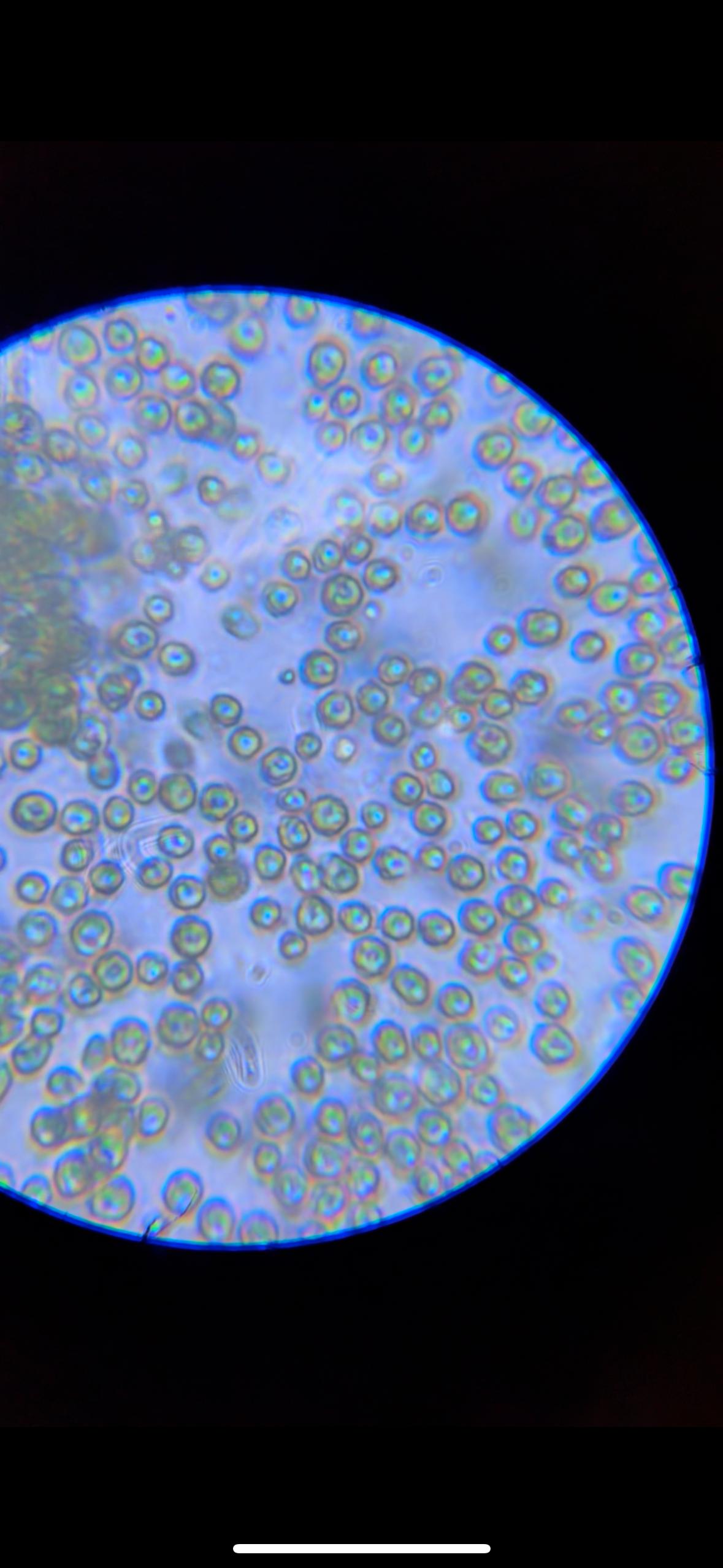 Cultivo de microalgas Chlorella en Hacienda Guadalupe