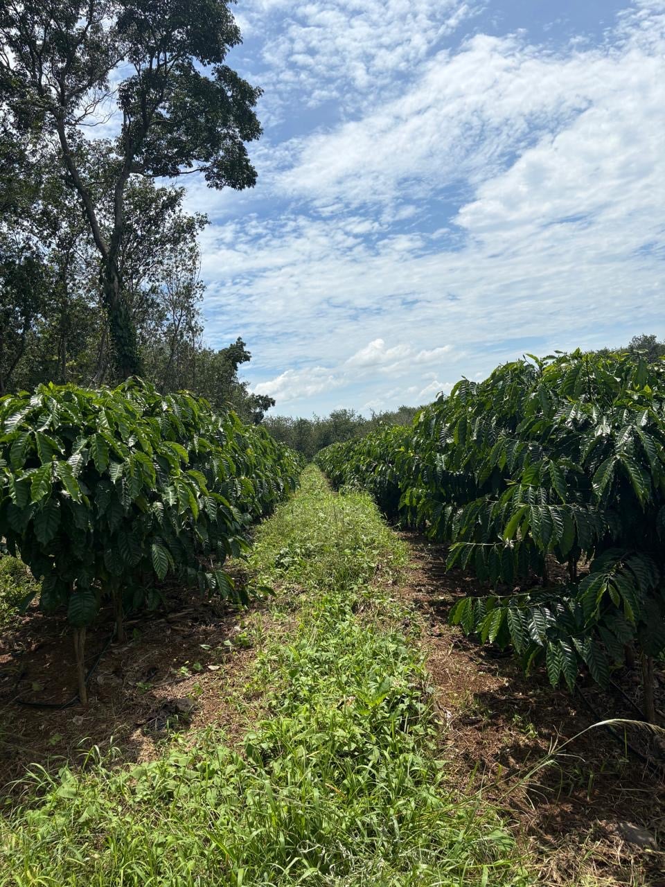 Coffee tradition at Hacienda Guadalupe