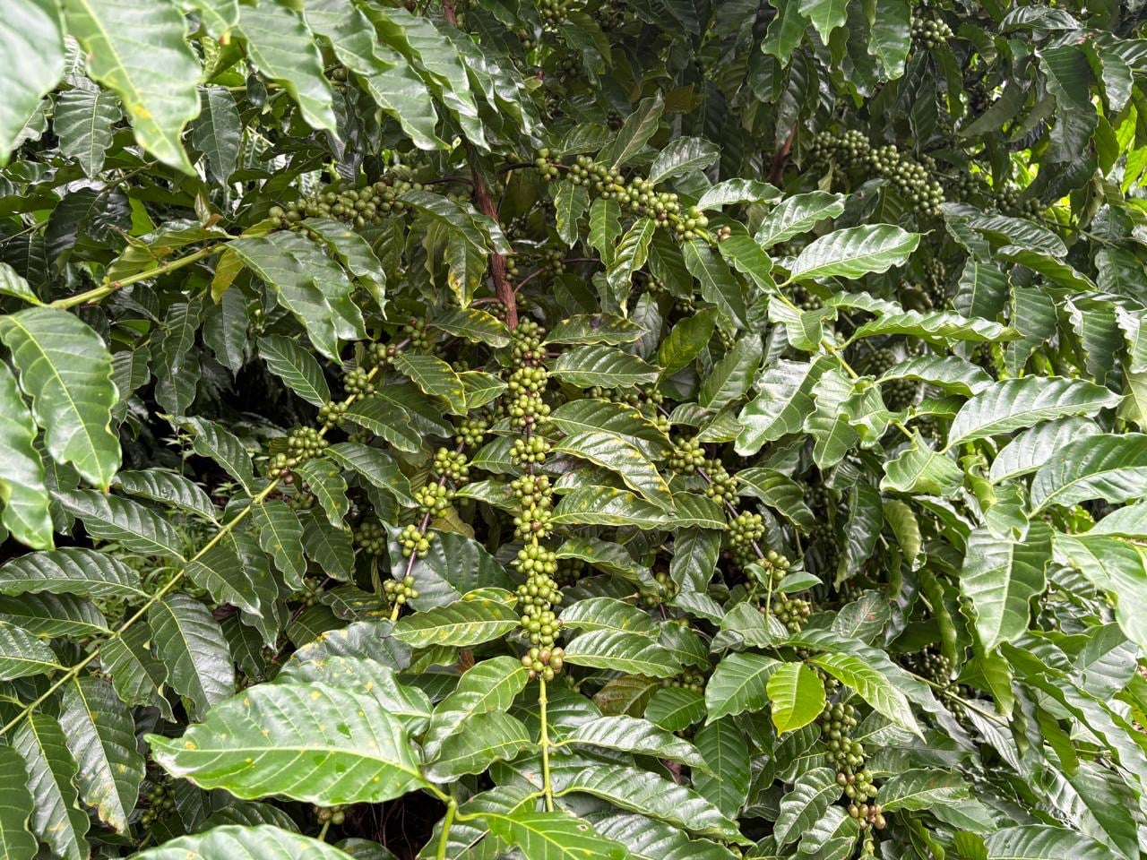 Intensive nutrition system for coffee at Hacienda Guadalupe
