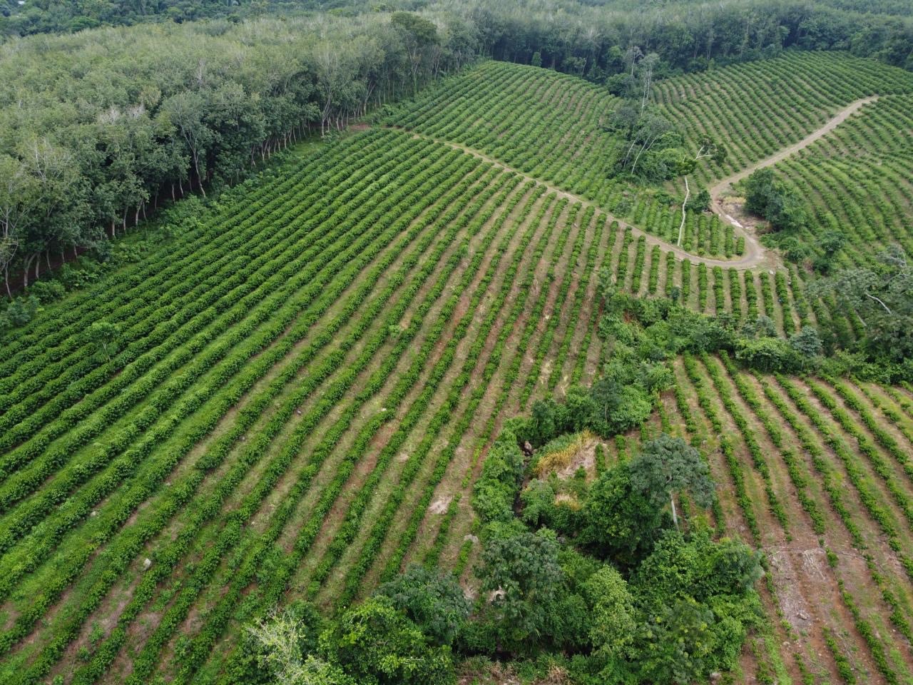 Intensive coffee cultivation system at Hacienda Guadalupe