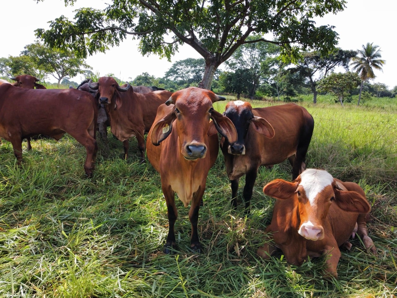 Gyr dairy cattle at Hacienda Guadalupe