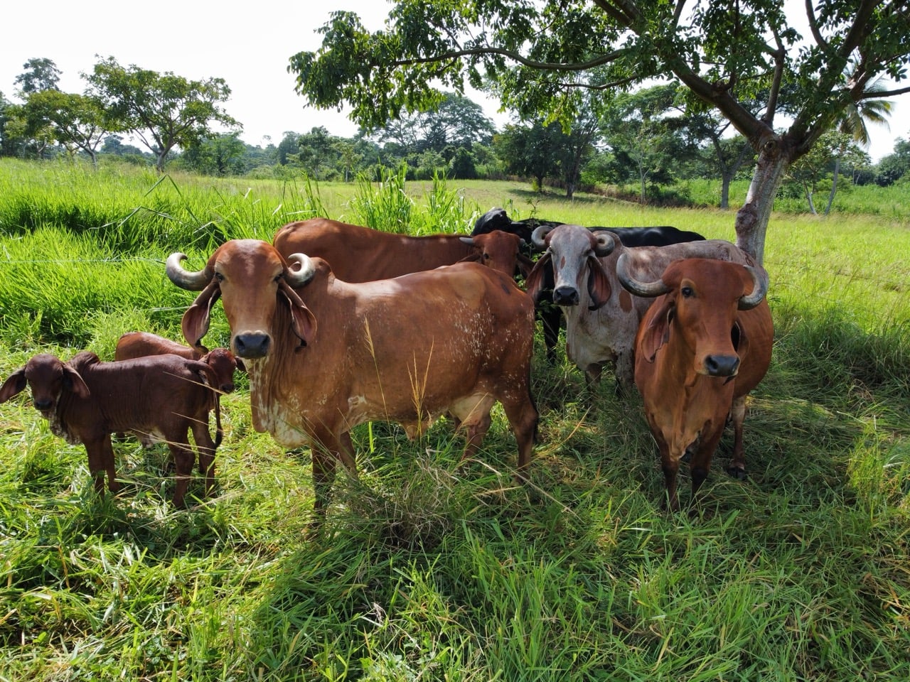 Cattle at Hacienda Guadalupe