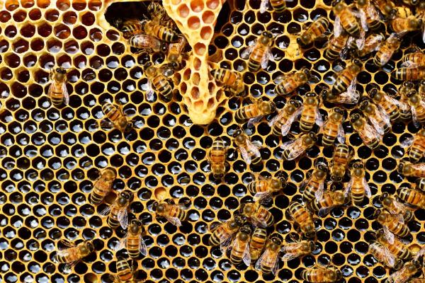 Beehives and honey production at Hacienda Guadalupe