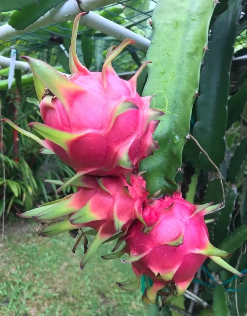 Dragon fruit cultivation at Hacienda Guadalupe